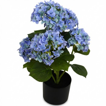 HYDRANGEA