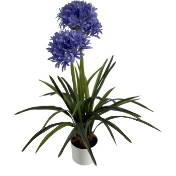 AGAPANTHUS WITH 3 FLOWERS 80CM