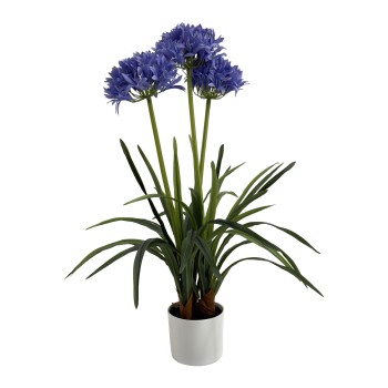 AGAPANTHUS WITH 3 FLOWERS 80CM