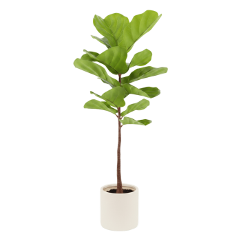 FIDDLE LEAF 90CM