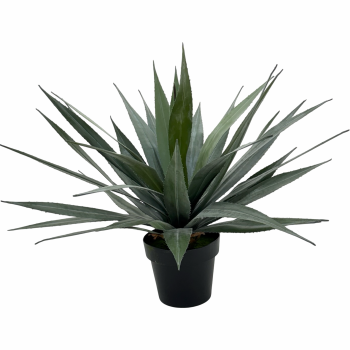 65CM AGAVE