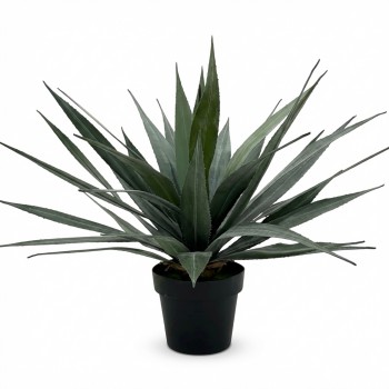 65CM AGAVE