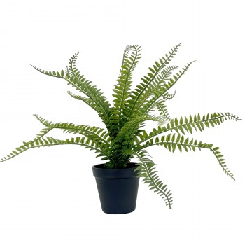 40CM FERN