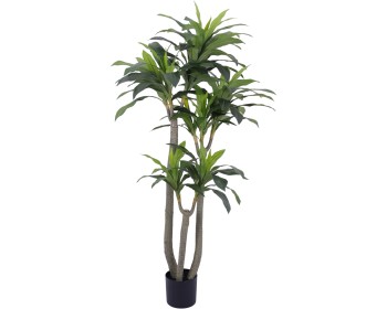 Dracawna Tree 180cm
