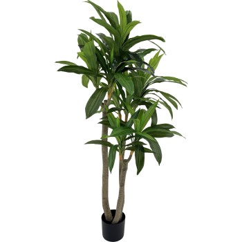 Dracawna Tree 180cm