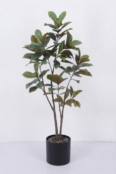 Magnolia Tree 180cm