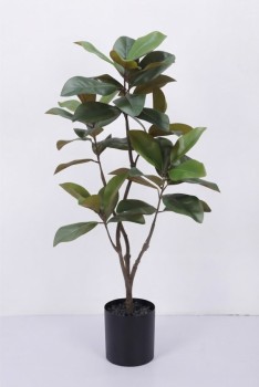 Magnolia Tree 115cm