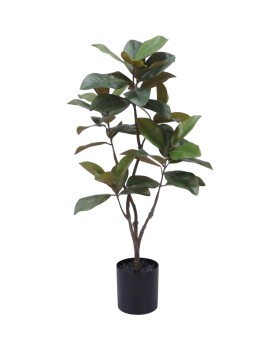 Magnolia Tree 115cm