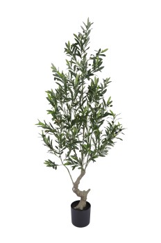 Olive Tree 180cm