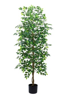 Ficus Tree 210cm