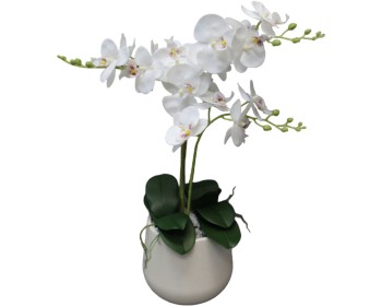 Orchid in Pot 62cm