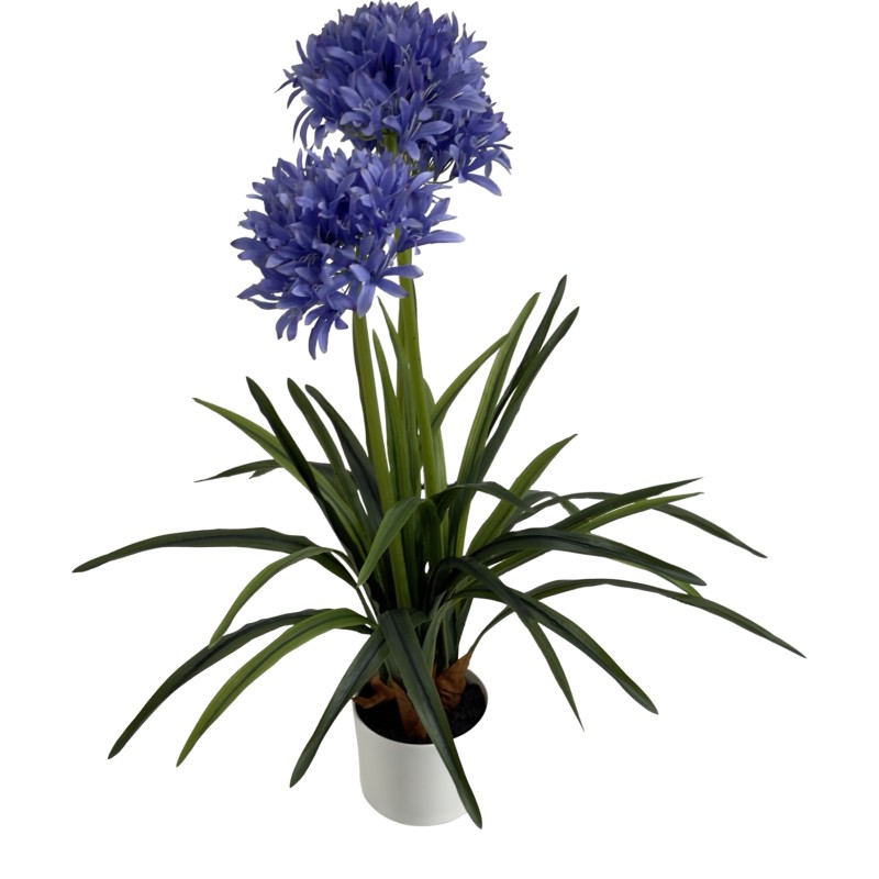 AGAPANTHUS WITH 3 FLOWERS 80CM - Image 2