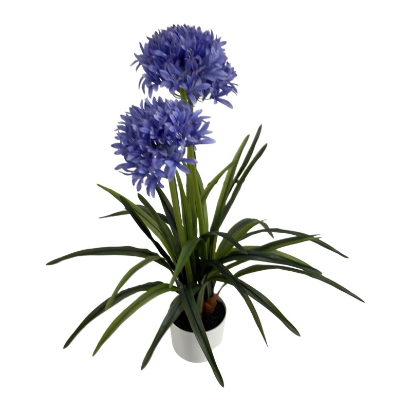 AGAPANTHUS WITH 3 FLOWERS 80CM - Image 4