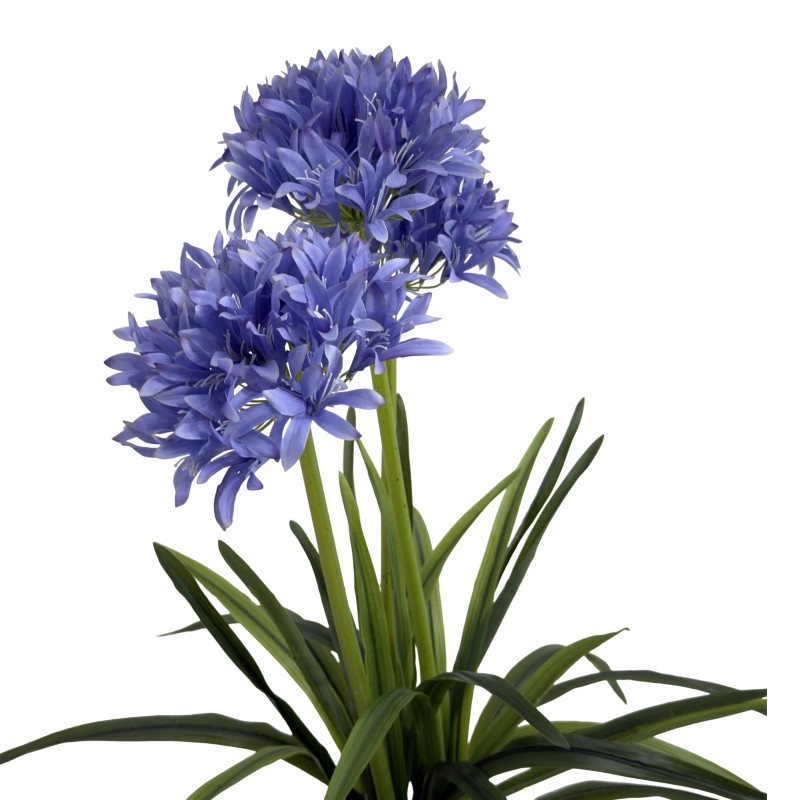 AGAPANTHUS WITH 3 FLOWERS 80CM - Image 5