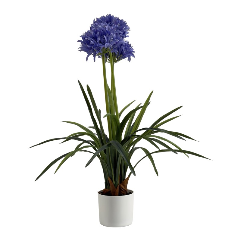 AGAPANTHUS WITH 3 FLOWERS 80CM - Image 3