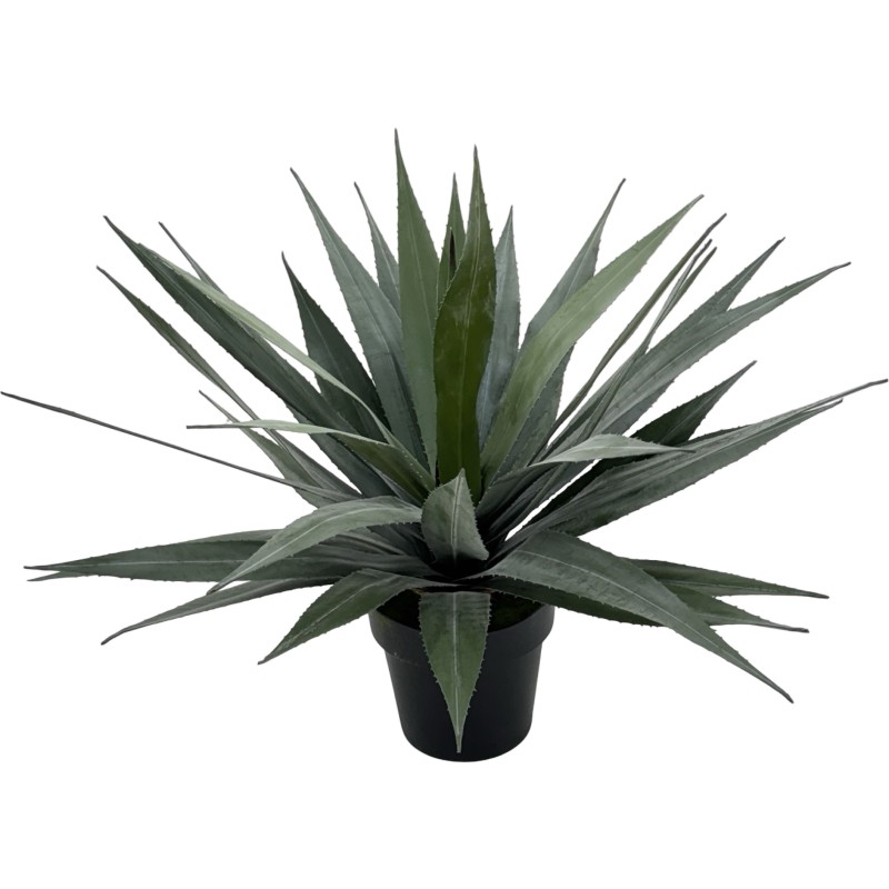 65CM AGAVE - Image 3