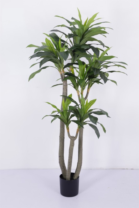 Dracawna Tree 180cm - Image 1