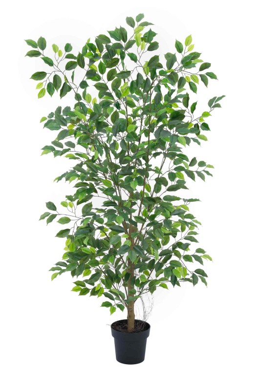 Ficus Tree 160cm - Image 1