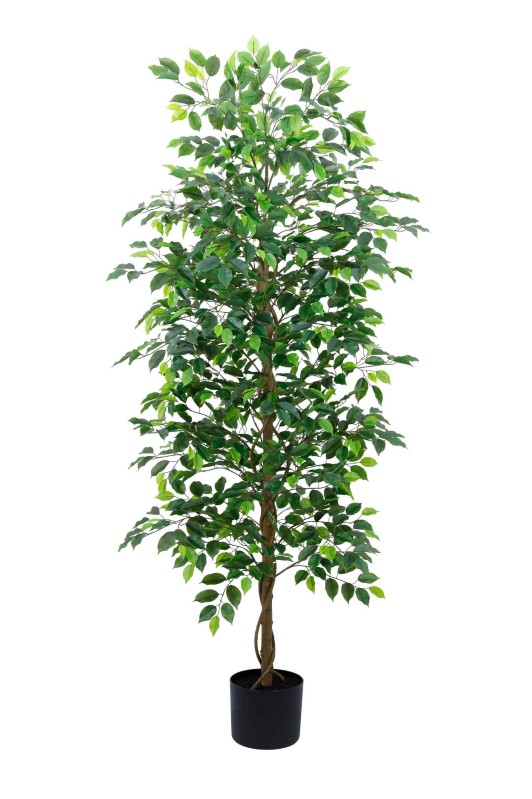 Ficus Tree 210cm - Image 1