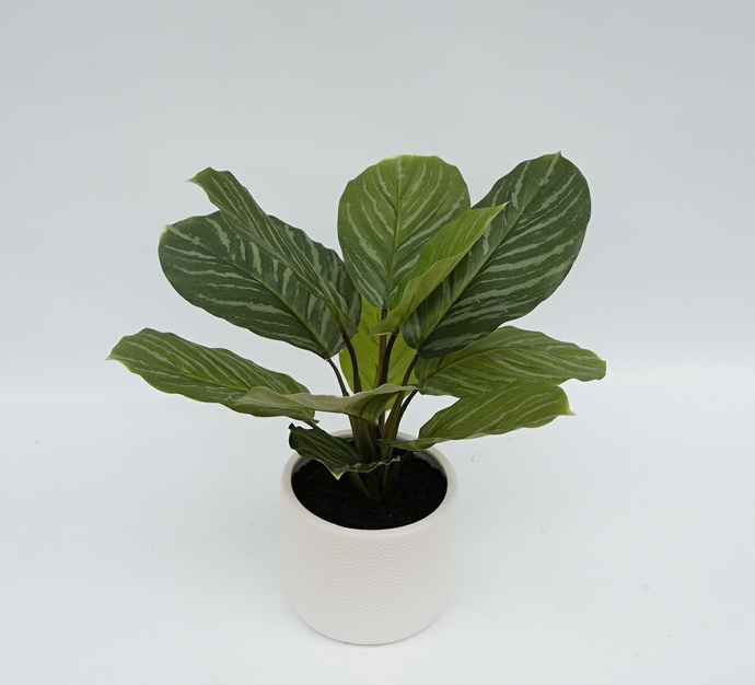 Real Touch Calathea 38cm - Image 1